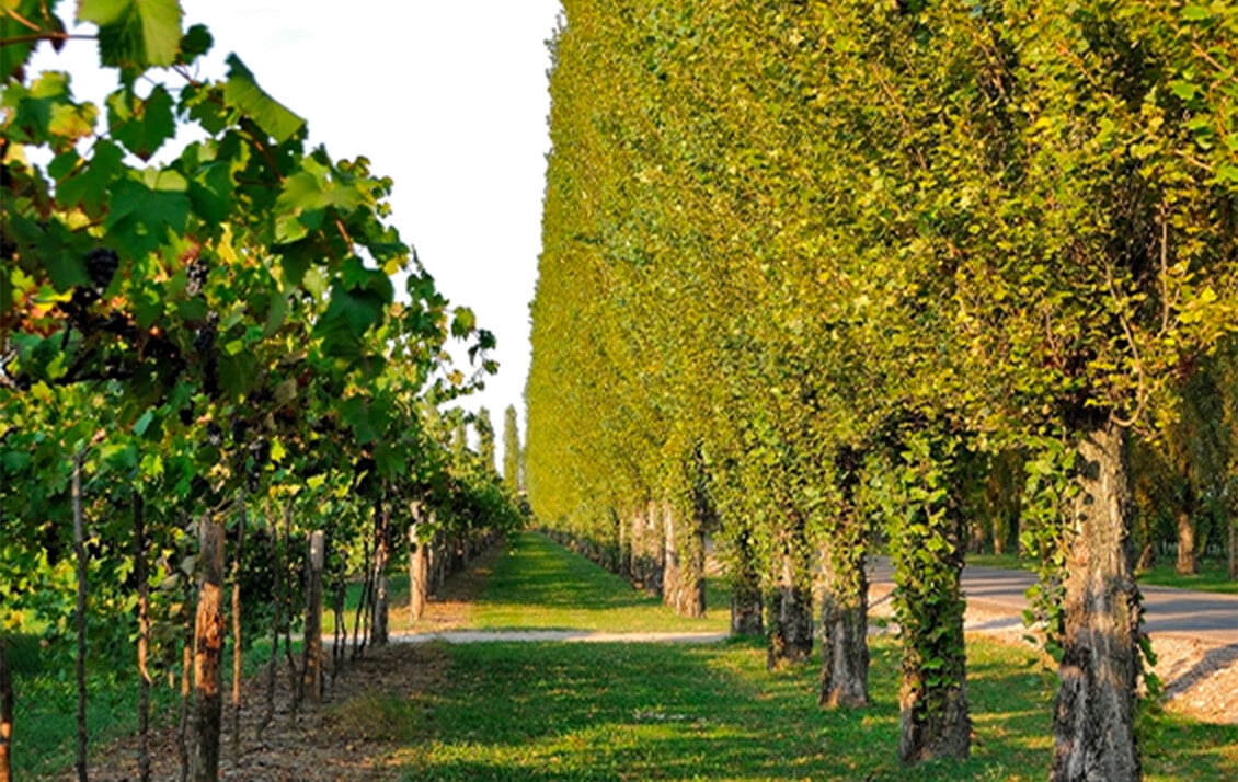 Balsamic Vinegar of Modena IGP High Density Certified "Sustainable